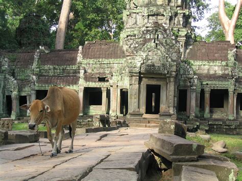 Cows For Cambodia Bringing Aid To Cambodian Families The Borgen Project