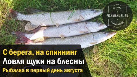 Ловля щуки с берега на вращающиеся блесны. Приехали за щукой, а нашли ...