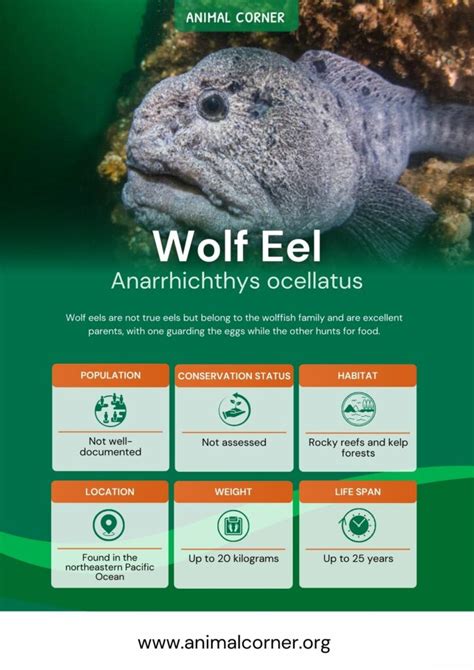 Wolf Eel Neither Wolves Nor Eels But Wonders Of The Deep Animal Corner