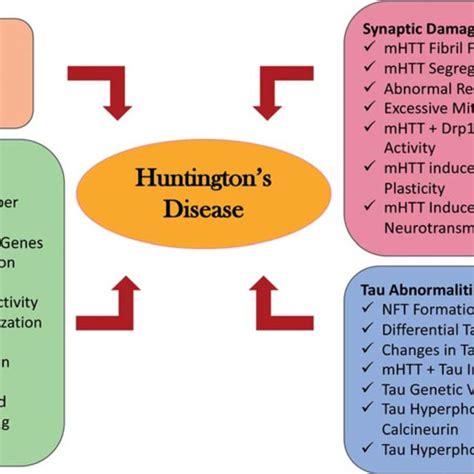 Proposed Cellular Pathways Of Tau Pathogenesis In Huntington S Disease