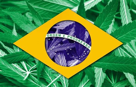 Histórico Da Legalização Da Cannabis No Brasil Weed Academy