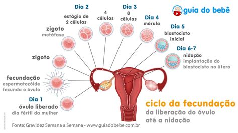 O Que Representa A Nida O Librain