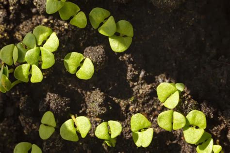 Gardener Learns From Mistake After Planting Pollinator Seed Mix Same Thing Happened To Me