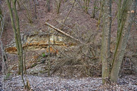 Exposed Tree Roots Soil Erosion Loess Rock Slope Wall In Natural