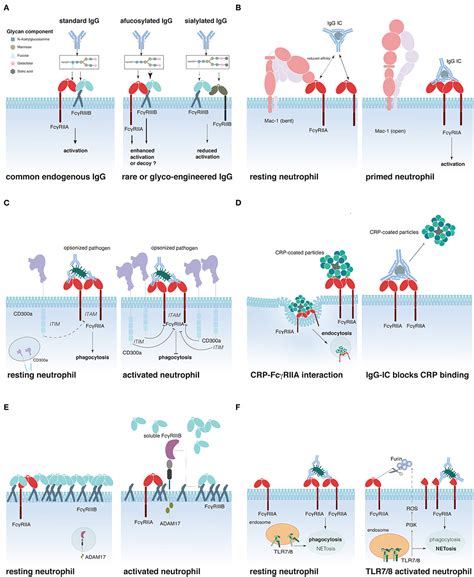 Frontiers Expression Role And Regulation Of Neutrophil Fc Receptors