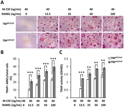 Inhibition Of Rankl Induced Osteoclast Formation By Tm Lectin Like