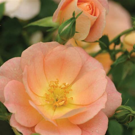 Rosa Oso Easy Peachy Cream Groundcover Rose