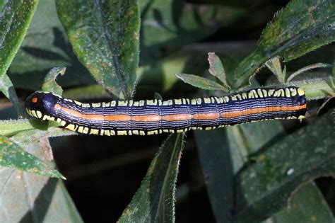 Brown Hooded Owlet Moth Caterpillar Photograph By Doris Potter Pixels