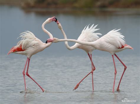 Greater Flamingo Photos Greater Flamingo Images Nature Wildlife