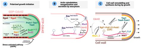 Cells Free Full Text The Multiple Functions Of Rho Gtpases In