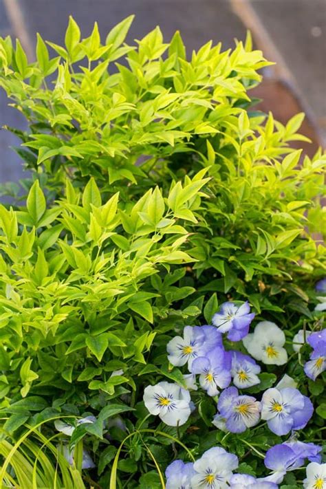 Lemon Lime Nandina Southern Living Plants