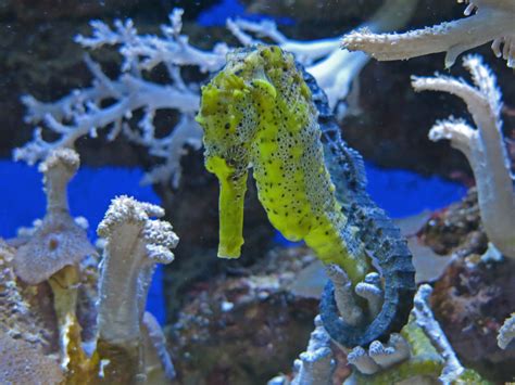 Seepferdchen Foto & Bild | canon, youth, wasser Bilder auf fotocommunity