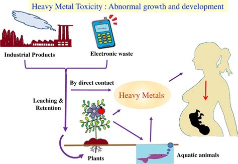 Schematic Diagram Of Heavy Metal Toxic Exposure To Human System And Download Scientific Diagram