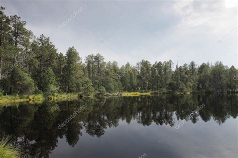 Lago En El Bosque Con Reflejo De Rboles Y Cielo