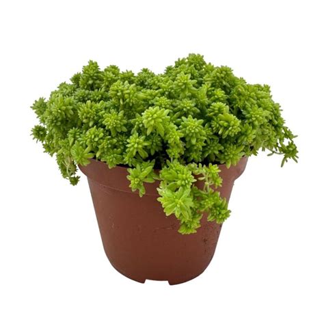 Sedum Japonicum Tokyo Sun — Plant Wholesale Floraccess