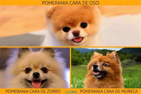 Introducir Images Imagenes De Pomerania Cara De Oso Viaterra Mx