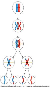 Lecture Linkage And Recombination Flashcards Quizlet