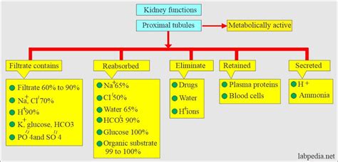 Kidney Function Test Name Informacionpublica Svet Gob Gt