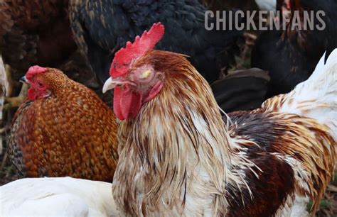 Eye Infections In Chickens 12 Causes And Treatments Chicken Fans Eye