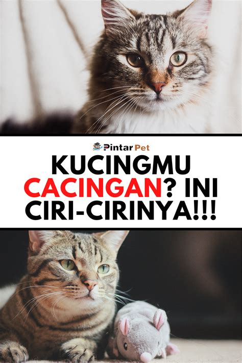 Cara Mengobati Cacingan Pada Kucing Homecare