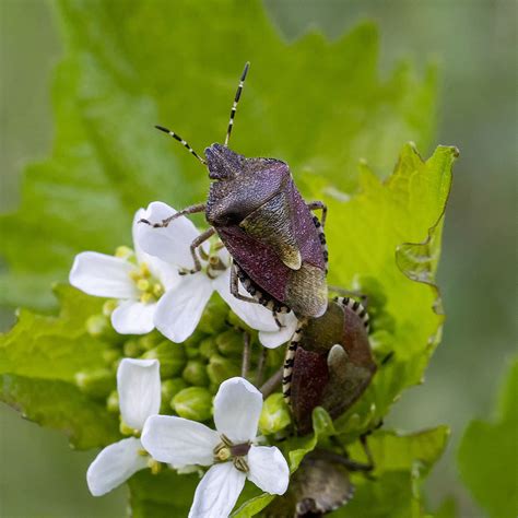 Dolycoris Baccarum Bessenwants Ouwesok Flickr