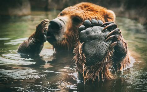 野生動物の壁紙のhd陸生動物ヒグマハイイログマ野生動物鼻 844939 Wallpaperuse