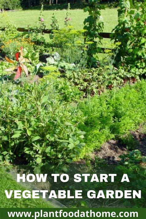 How To Start A Vegetable Garden A Beginners Guide