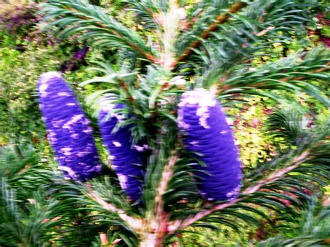 Abies Spectabilis Eflora Of India