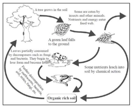 What is decomposition? Write down its steps. Give its diagrammatic representation of ...