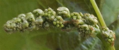 Vitis Vinifera Subsp Vinifera Fleurs Sauvages De L Yonne Flsvy Et D