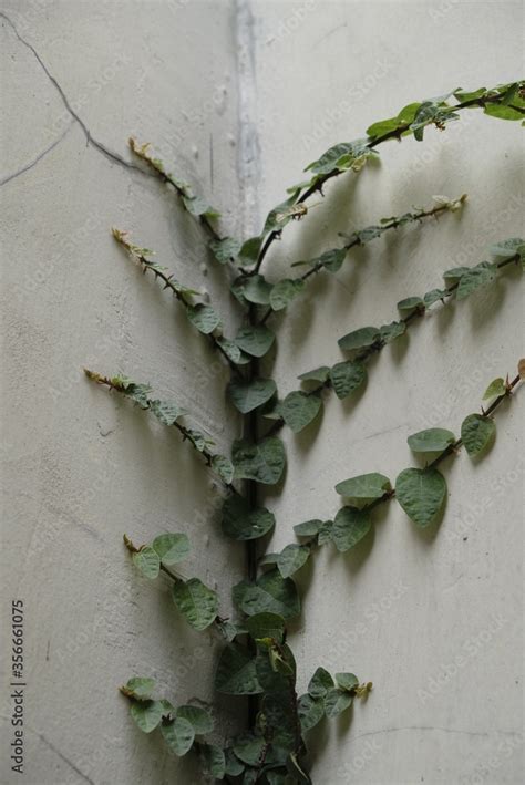 Ficus Pumila Commonly Known As Creeping Fig Plant Makes A Wonderful