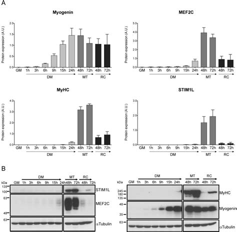 Figure 3 From Distinct Roles Of NFATc1 And NFATc4 In Human Primary