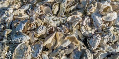 Grit And Oyster Shell Why Chickens Need Them