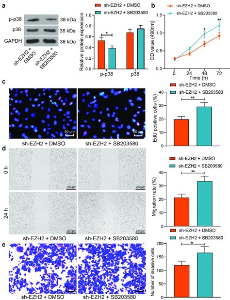 Inhibition Of P Blocks The Suppressive Role Of Sh Ezh In The