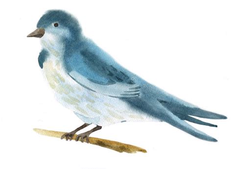 Illustration D Aquarelle D Un Oiseau De Loriot D Or Illustration Stock