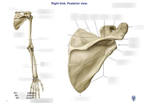 Upper Limb Skeletal Anatomy