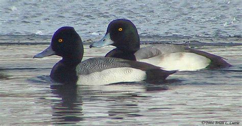 Comparison Of Greater And Lesser Scaups