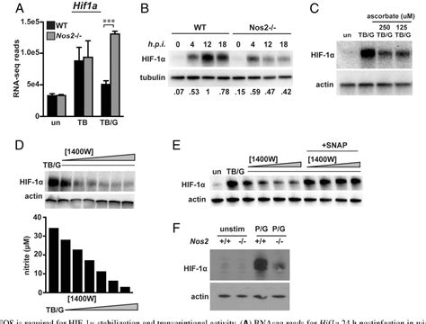 Figure From Repression Of Nf And Infection Through Activation Of