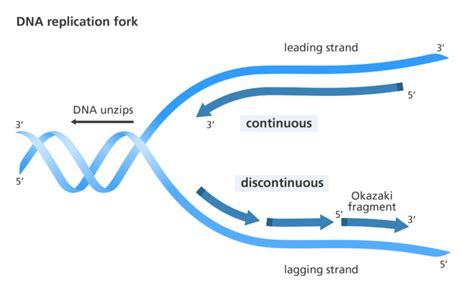 What Happens In DNA Replication