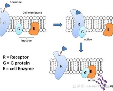 G蛋白偶联受体如何工作 知乎