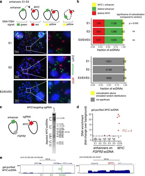 Intermolecular Enhancers And Myc Are Located On Distinct Molecules For