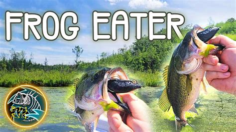 Insane Topwater Blowups Bass Fishing With A Frog Bass Manager The