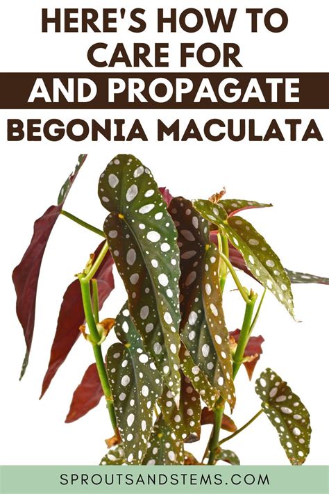 Begonia Maculata An Easy Care And Propagation Guide Begonia Maculata