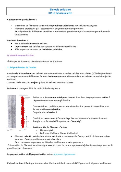 Bio Cell Cytosquelette Biologie Cellulaire Iii Le Cytosquelette