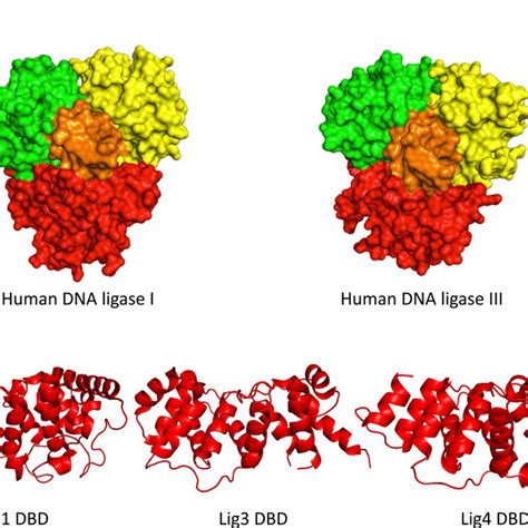 (PDF) DNA ligase I, the replicative DNA ligase