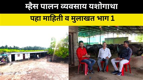 म्हैस पालन व्यवसाय यशोगाथा पहा माहिती व मुलाखत भाग 1 Murha Buffalo Farm Dairy Farm