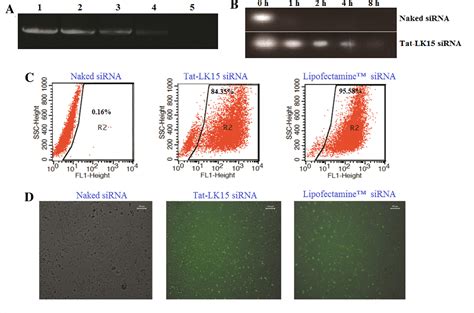 Figure 1 From Targeting Neuronal Nitric Oxide Synthase By A Cell