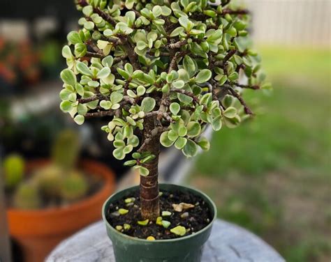 Portulacaria Afra Variagata Mini Jade Bonsai Tree Form Etsy