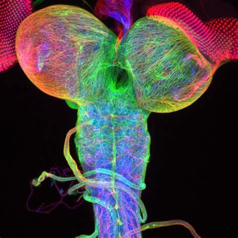 Drosophila Third Instar Larval Brain With Attached Eye Imaginal Discs