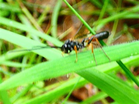 Schlupfwespe Schlupfwespe Alle Ichneumonidae Indet C Flickr